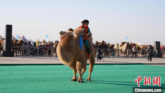 2023·阿拉善万峰驼那达慕大会开幕：骆驼奶产业